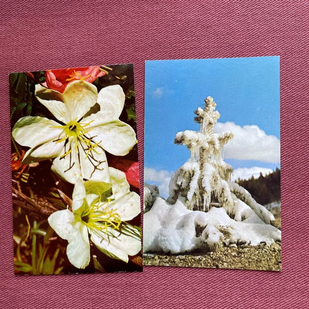 Lot of 7 Vintage Postcards Yellowstone National Park Unused